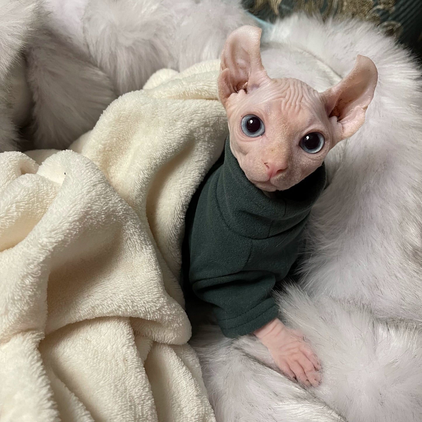 DUOMASUMI Sphynx Cat Clothes Baby Soft Cotton Fall Winter Kitten Clothes for Cornish Devon Cat Costume Hairless Cat Clothes