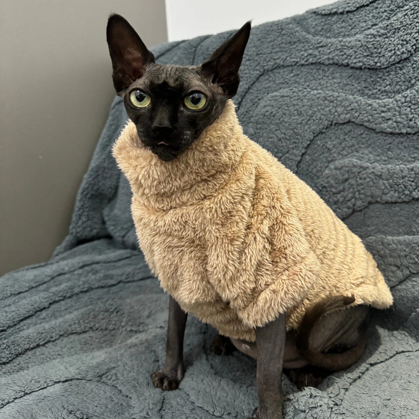 Pet Cat Sweater Home Fur Autumn and Winter Warm Solid Color Soft Arctic Velvet Skincare Suitable for Devonshire Cats, Hairless C